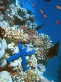 Nagy-Korallzátony - egy mer(ül)ő csoda - 