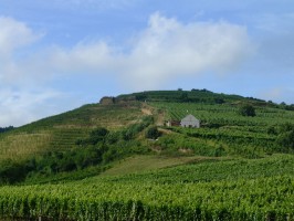 Tokaj - Bacchus fldje 