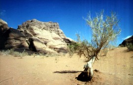 Wadi Rum - a hold vlgye   