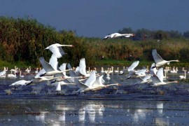 Duna-delta - az ismeretlen ismerős 