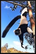 Madagaszkár, a lemurok földje - 