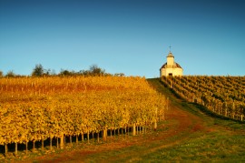 Tokaj - Bacchus fldje 