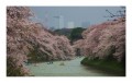 Tokió - A felkészült város - Japán cseresznye